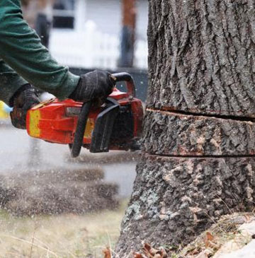 Pourquoi émonder un arbre ?