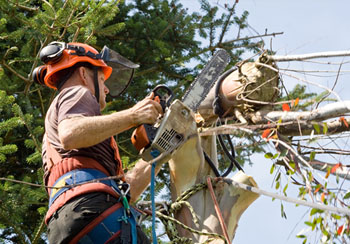 Abattage et élagage d'arbre 77 à Melun