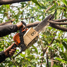 des interventions en travaux d’arbres