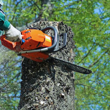 Entreprise d’élagage d’arbre pour tout 94 Val-de-Marne