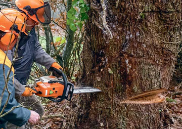 Élagueur professionnel sur Saint-Maur-des-Fossés